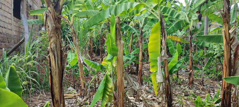 Land in Chuka Kibumbu